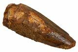 Bargain, Fossil Spinosaurus Tooth - Real Dinosaur Tooth #324842-1